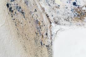 Best Forensic Mold Investigation  in Roland, OK